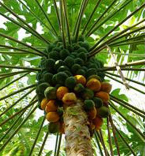 Papaya Tree - পেঁপে বৃক্ষ